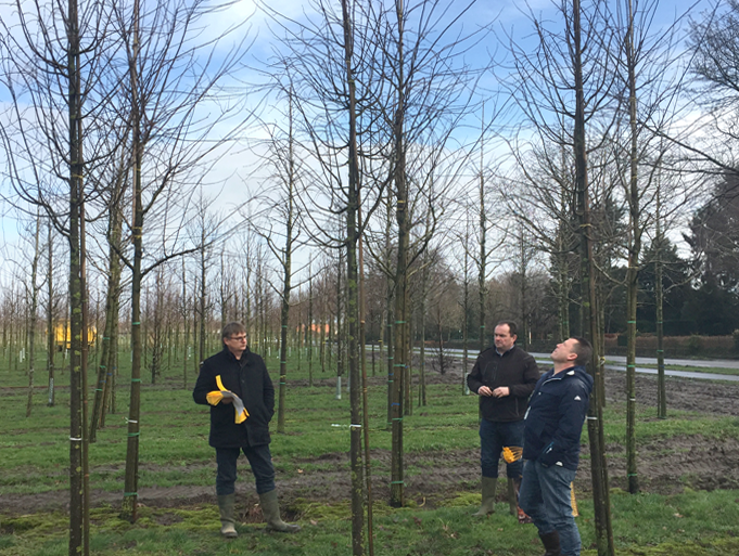 2018-02-13-harderwijk-ebben-bomen-uitgbezocht-nieuws