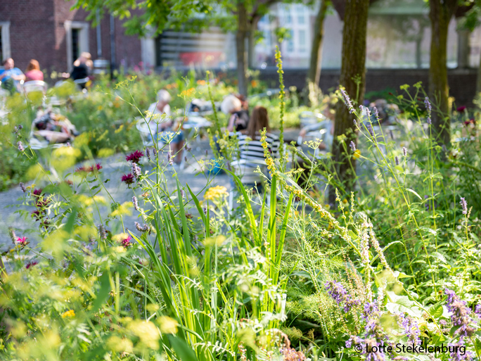 2020-07-31-tuin-rmt-fotografie-lotte-stekelenburg-www-nieuws